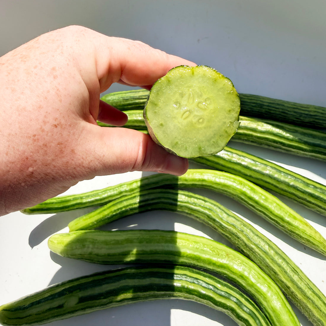Painted Serpent Cucumber vegetable from Hudson Valley Seed Co. showcasing vibrant, elongated cucumber with colorful painted pattern.