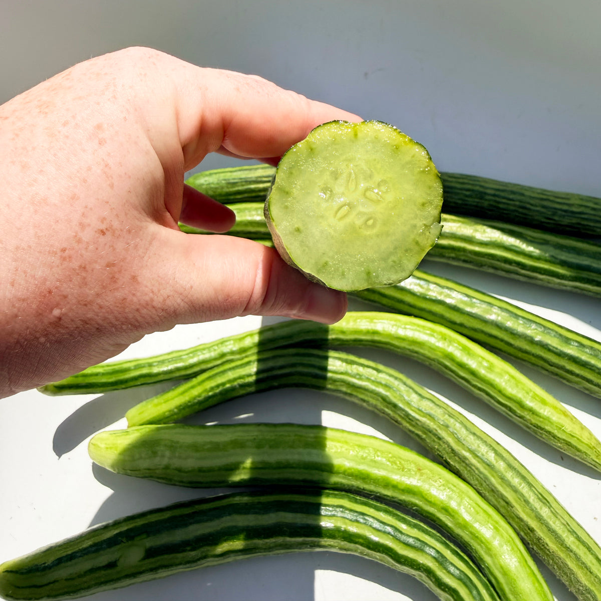 Painted Serpent Cucumber vegetable from Hudson Valley Seed Co. showcasing vibrant, elongated cucumber with colorful painted pattern.