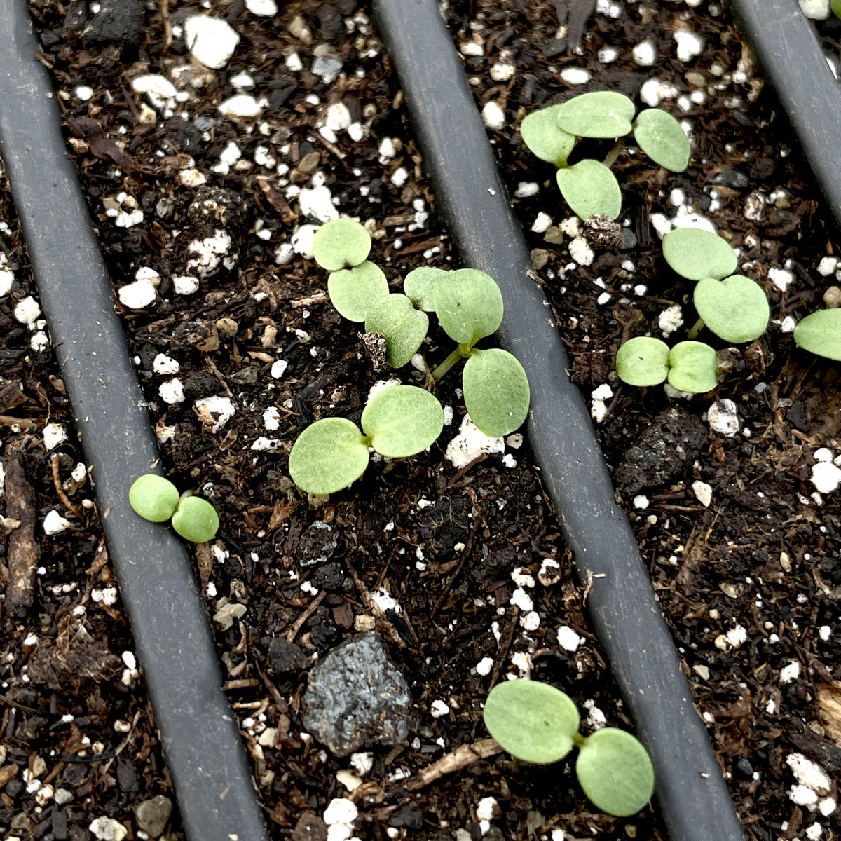 Colorful Pansy Mix seedlings from Hudson Valley Seed Co. showcasing vibrant, healthy flower young plants ready for planting.