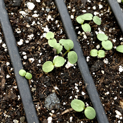 Colorful Pansy Mix seedlings from Hudson Valley Seed Co. showcasing vibrant, healthy flower young plants ready for planting.
