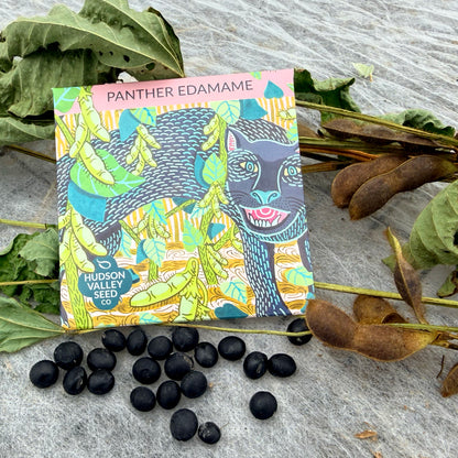 Fresh Panther Edamame soybean vegetables by Hudson Valley Seed Co., showing vibrant green edamame pods ready for cooking.