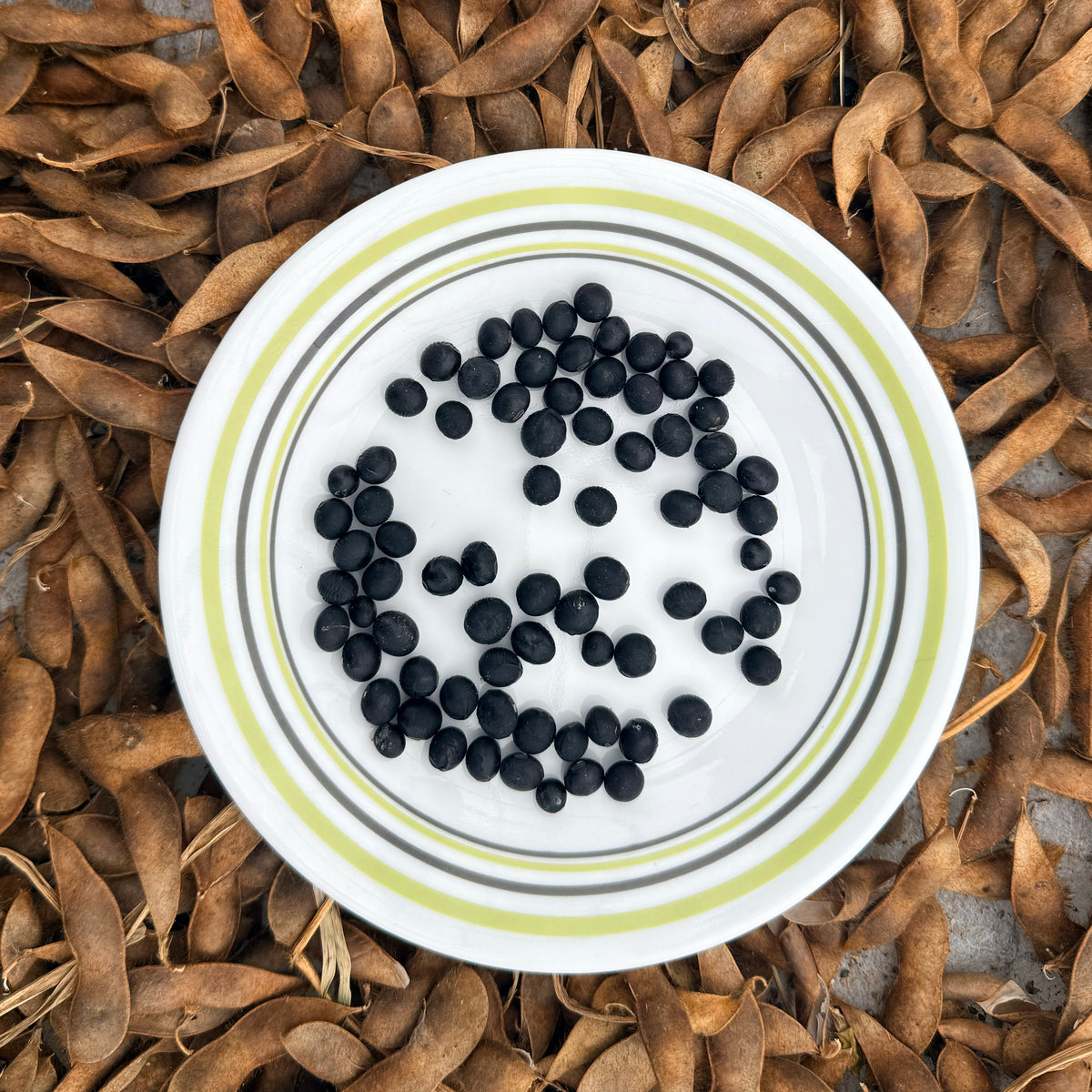Fresh Panther Edamame soybeans from Hudson Valley Seed Co., vibrant green vegetables in a bowl ready to serve.
