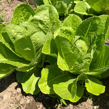 Hudson Valley Seed Co. Parris Island Cos lettuce seedlings, fresh green vegetable plants ready for planting in a garden.