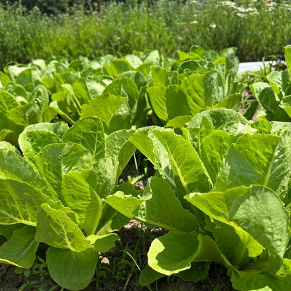 Hudson Valley Seed Co. Parris Island Cos lettuce seedlings ready for planting, showcasing vibrant green leaves in a garden setting.