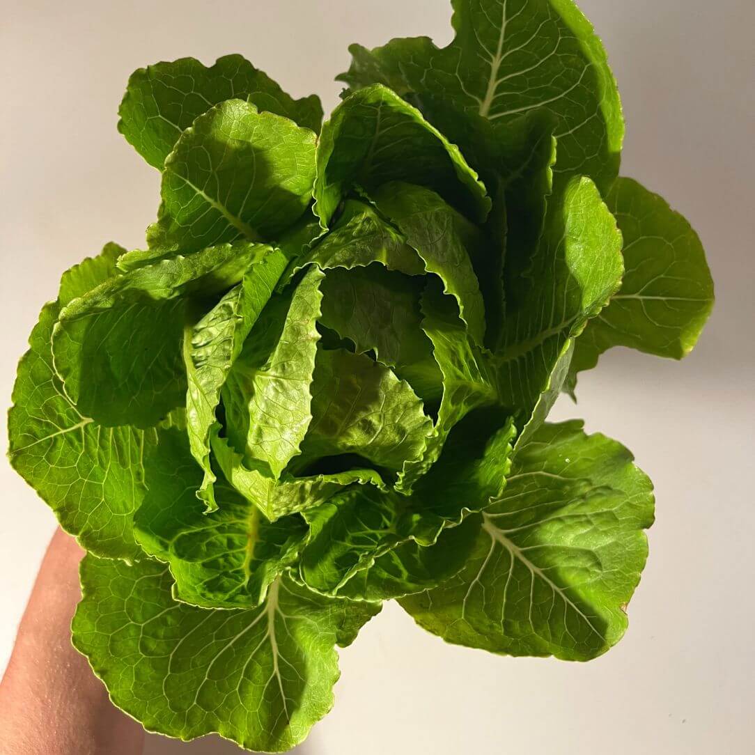Young Parris Island Cos lettuce seedlings from Hudson Valley Seed Co. ready for planting in a garden.