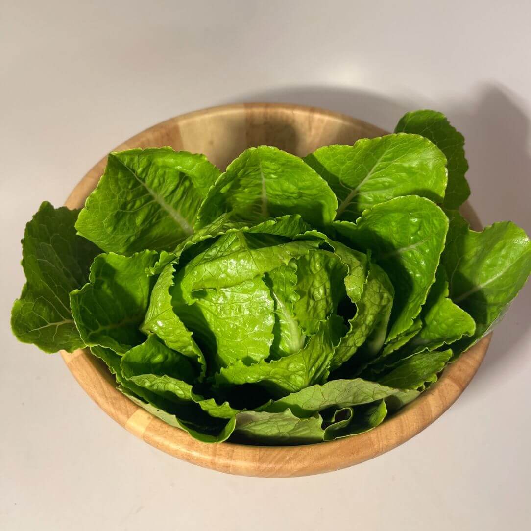Healthy Parris Island Cos lettuce seedlings from Hudson Valley Seed Co. ready for planting in a vegetable garden.