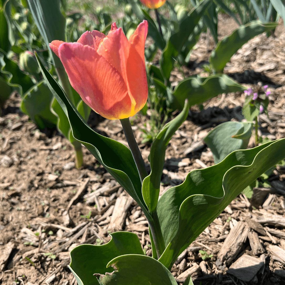 Pink tulips from the Hudson Valley Seed Co. &