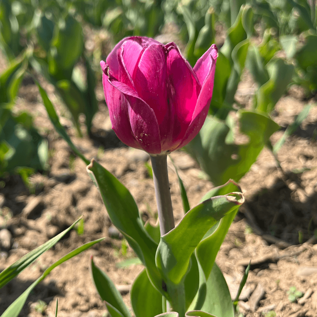 Pink tulips from Hudson Valley Seed Co., All Season Pink Mix flowers in a vibrant garden display.