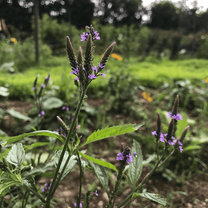 Blue Vervain - PollinateHV Local Ecotype