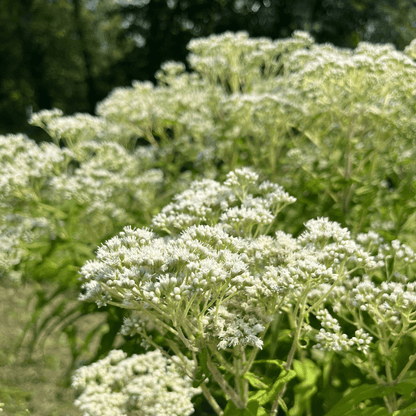 Boneset - PollinateHV Local Ecotype Seedling