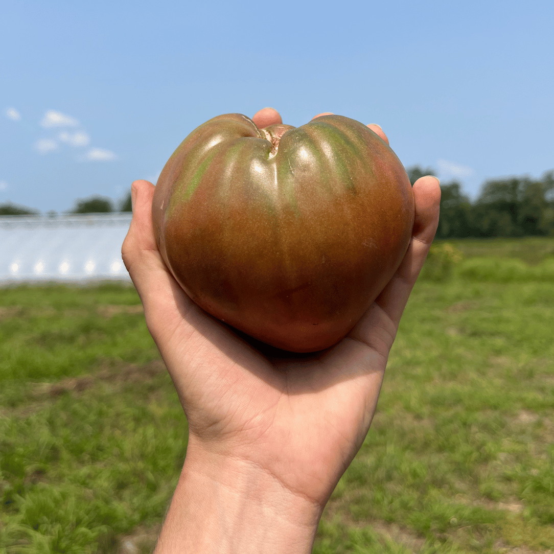 Purple Heart Tomato vegetable from Hudson Valley Seed Co. with vibrant purple heart-shaped heirloom tomatoes on the plant.