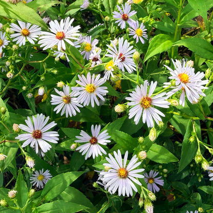 Purple-stemmed aster flower from Hudson Valley Seed Co., showcasing vibrant purple petals and green foliage.