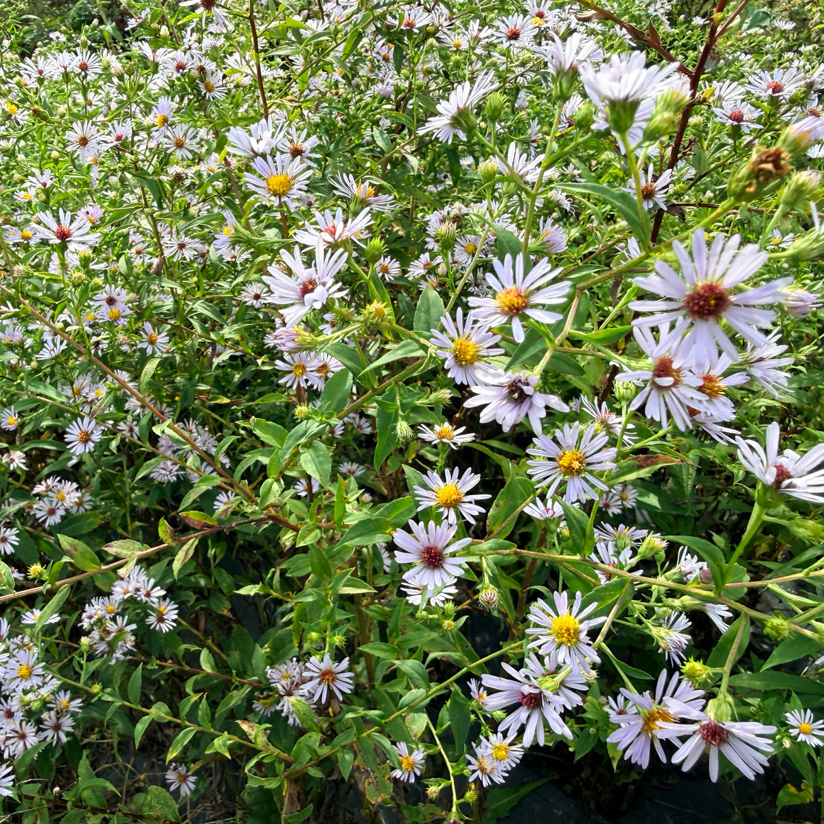 Purple-stem aster flower from Hudson Valley Seed Co., showcasing vibrant purple petals and green foliage.