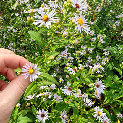 Purple-stem aster flower from Hudson Valley Seed Co., showcasing vibrant purple petals and green foliage.