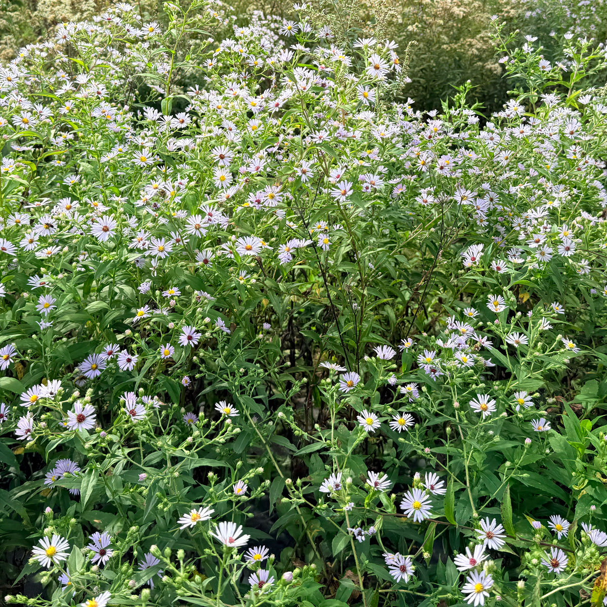 Purple-stemmed aster flower from Hudson Valley Seed Co., showcasing vibrant purple petals and green foliage.