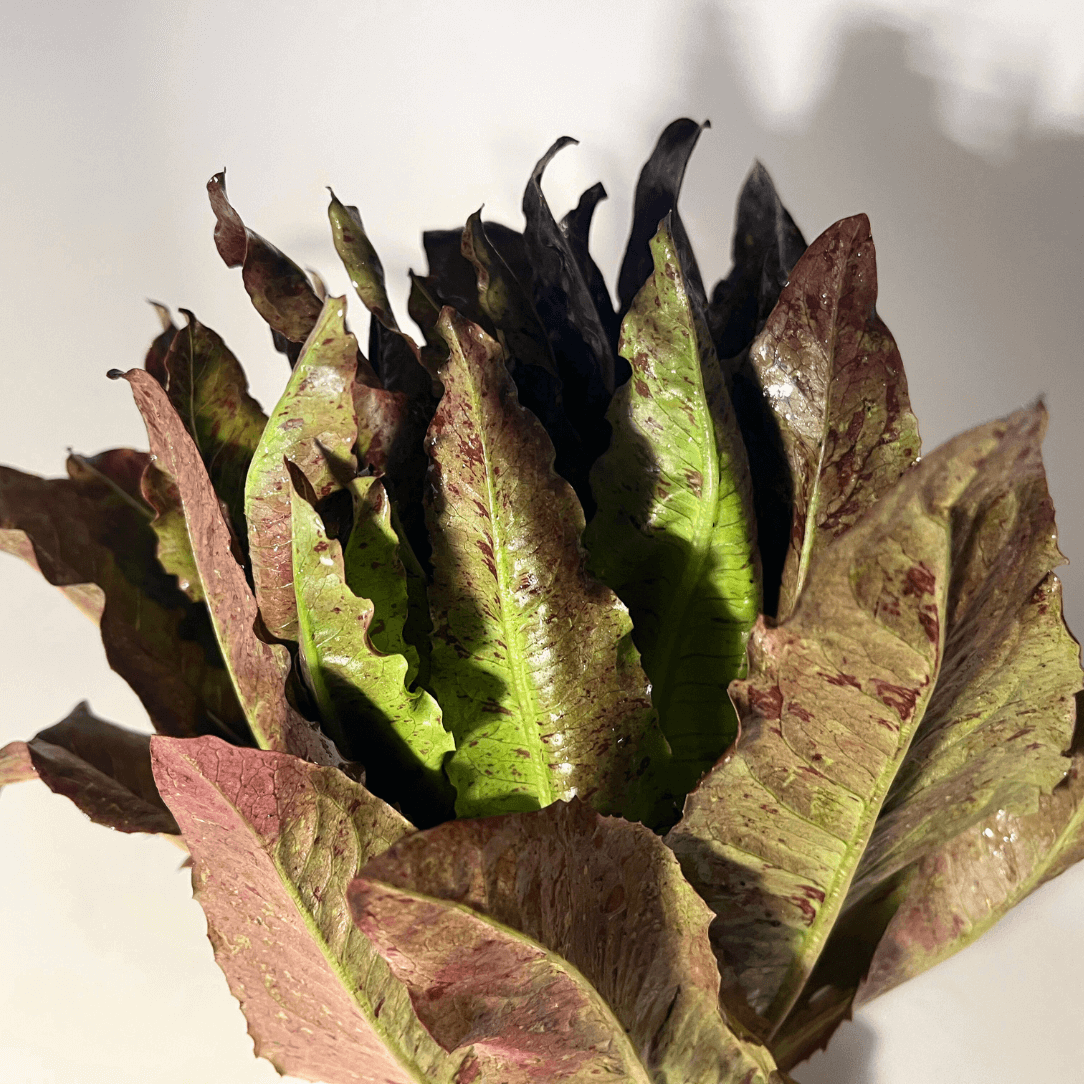 Fresh Really Red Deer Tongue Lettuce from Hudson Valley Seed Co., displaying vibrant red, elongated leaf heads of this vegetable.