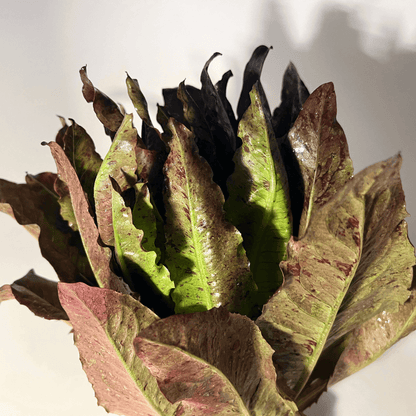 Fresh Really Red Deer Tongue Lettuce from Hudson Valley Seed Co., displaying vibrant red, elongated leaf heads of this vegetable.
