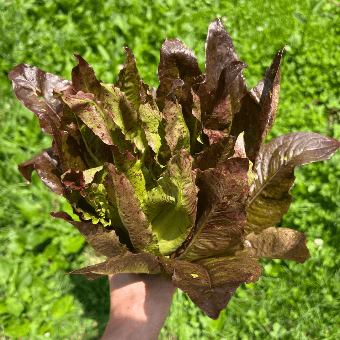 Fresh Really Red Deer Tongue Lettuce from Hudson Valley Seed Co., vibrant red leaf vegetables on a white background.