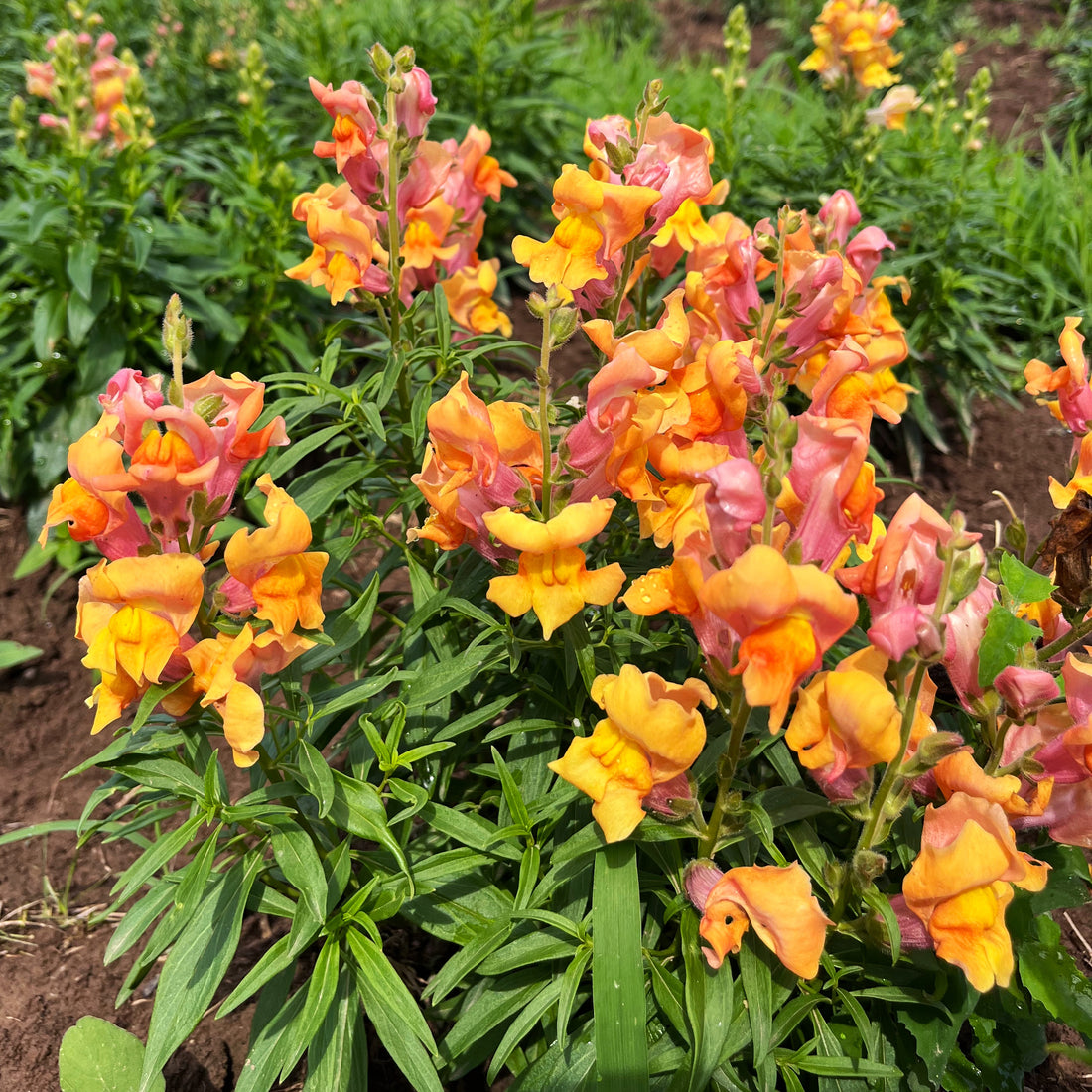 Bright Rembrandt Snapdragon flowers from Hudson Valley Seed Co. showcasing vibrant orange and yellow blooms with green foliage.