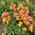 Bright Rembrandt Snapdragon flowers from Hudson Valley Seed Co. showcasing vibrant orange and yellow blooms with green foliage.
