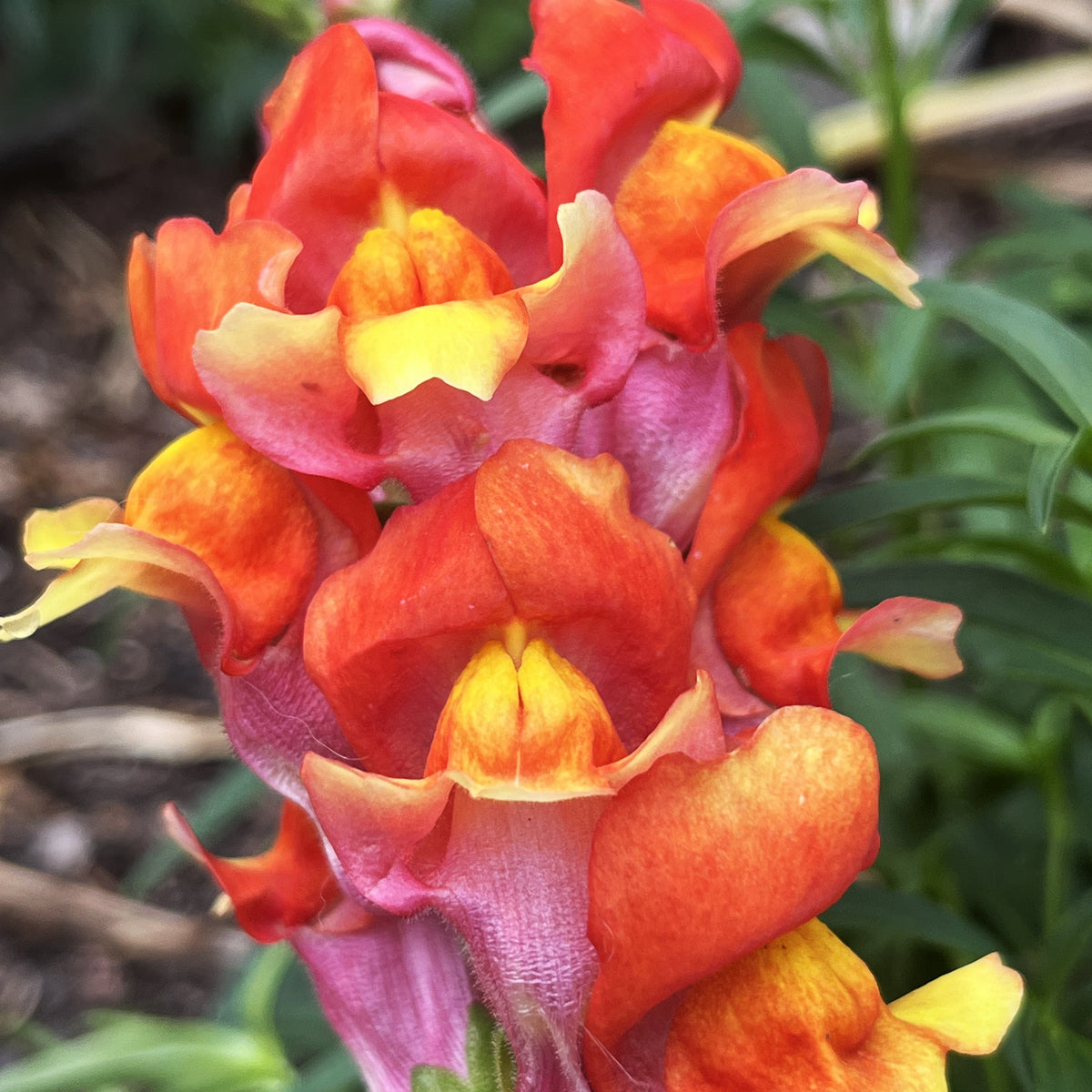 Close-up of vibrant Rembrandt Snapdragon flowers from Hudson Valley Seed Co., showcasing their colorful, intricate petals.