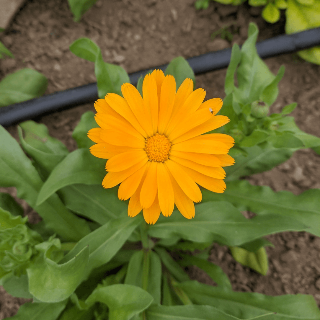 Close-up of dried Calendula flowers in resin from Hudson Valley Seed Co., showcasing vibrant orange petals and detailed texture.