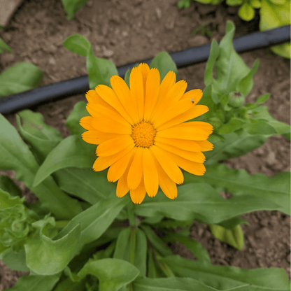 Close-up of dried Calendula flowers in resin from Hudson Valley Seed Co., showcasing vibrant orange petals and detailed texture.