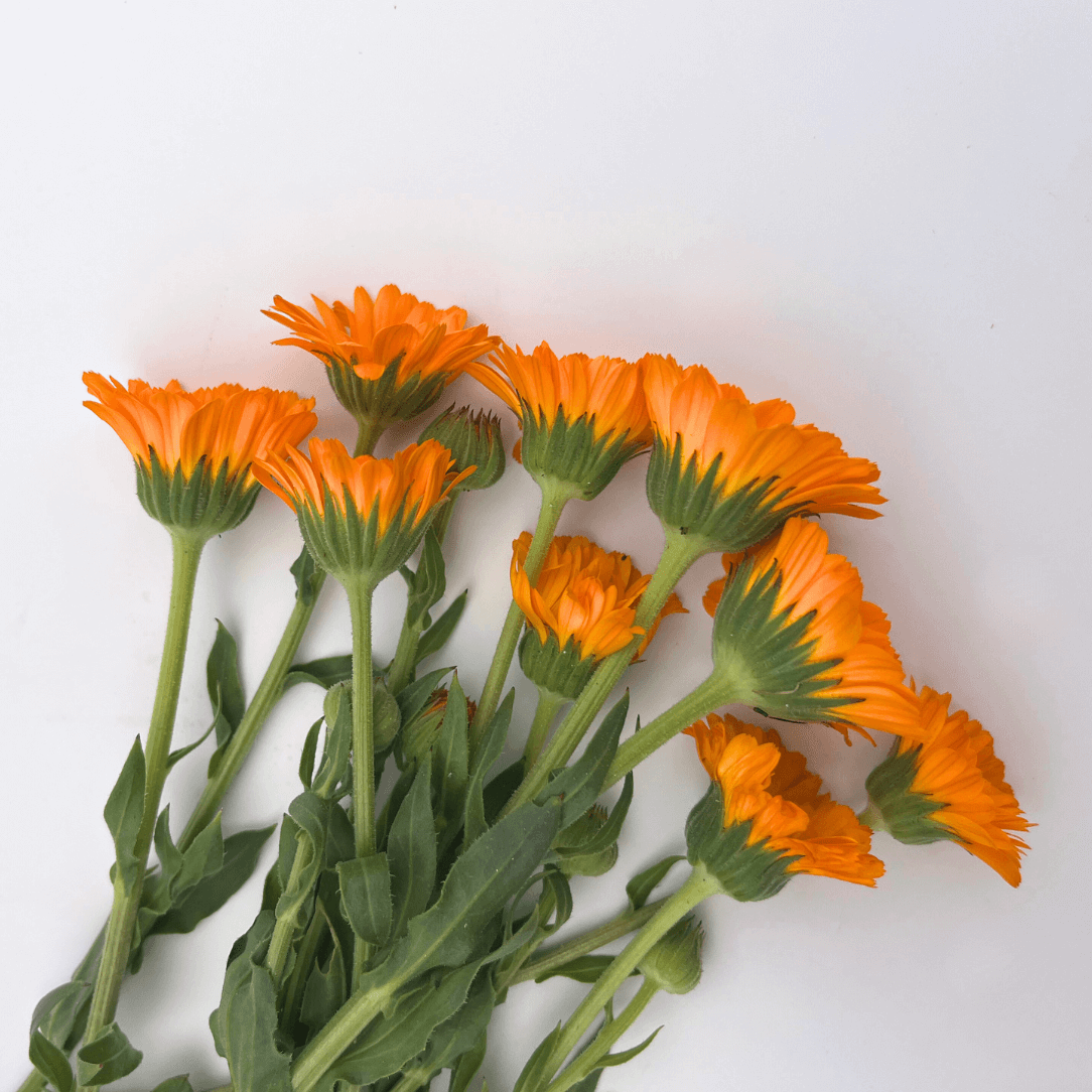 Fresh calendula flowers in resin from Hudson Valley Seed Co., showcasing vibrant orange petals and green foliage.