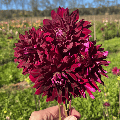 Ripples Dahlia tuber from Hudson Valley Seed Co. showcasing vibrant, rippled flower pattern and lush foliage.