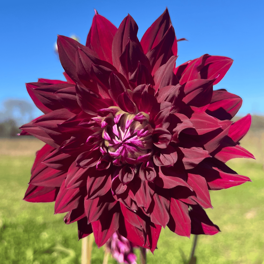 Yellow Ripples Dahlia flower tuber from Hudson Valley Seed Co. with vibrant, rippled petals and lush green foliage.