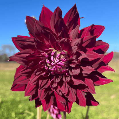 Yellow Ripples Dahlia flower tuber from Hudson Valley Seed Co. with vibrant, rippled petals and lush green foliage.