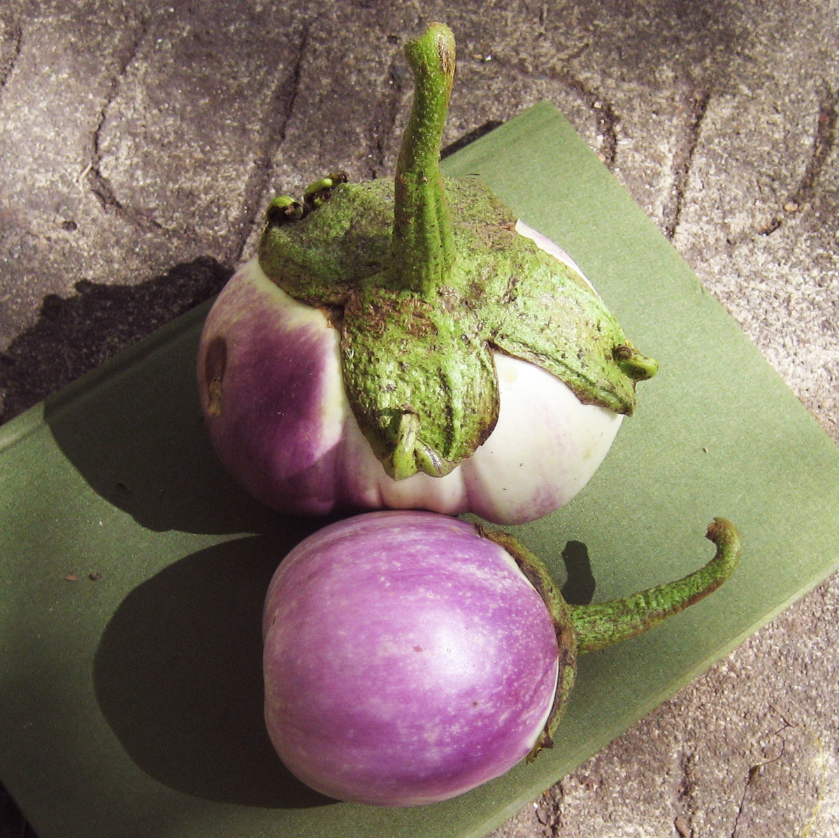 Rosa Bianca eggplant from Hudson Valley Seed Co. showcasing its round, lavender and white striped vegetable with glossy skin.