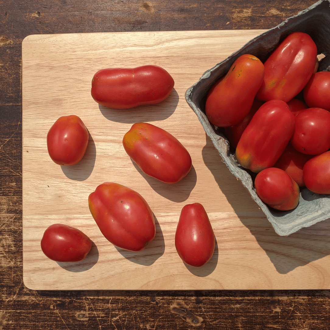 Fresh San Marzano tomatoes from Hudson Valley Seed Company, shown in a basket with vibrant red color and smooth skin.