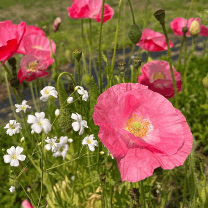 Shady Meadow Mix Seed Shaker