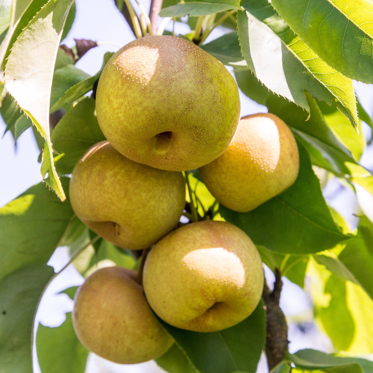 Healthy Hosui Asian pear tree with lush green leaves and developing fruit, ready for planting in a garden.
