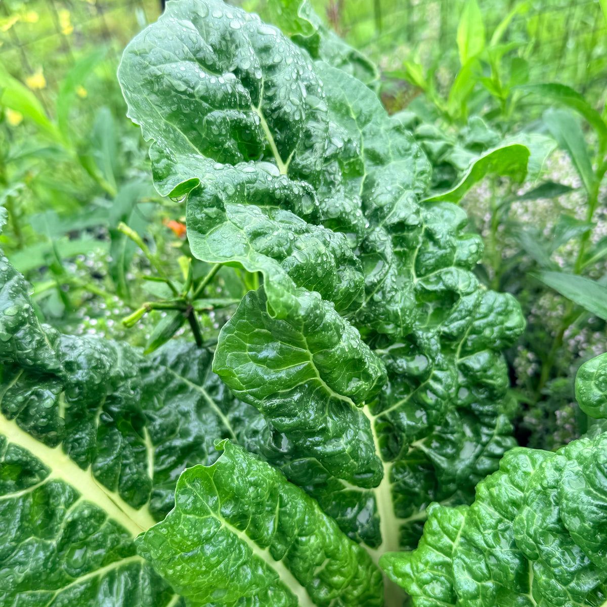 Fresh Silverado chard vegetable from Hudson Valley Seed Co., with vibrant green leaves and tender stalks.