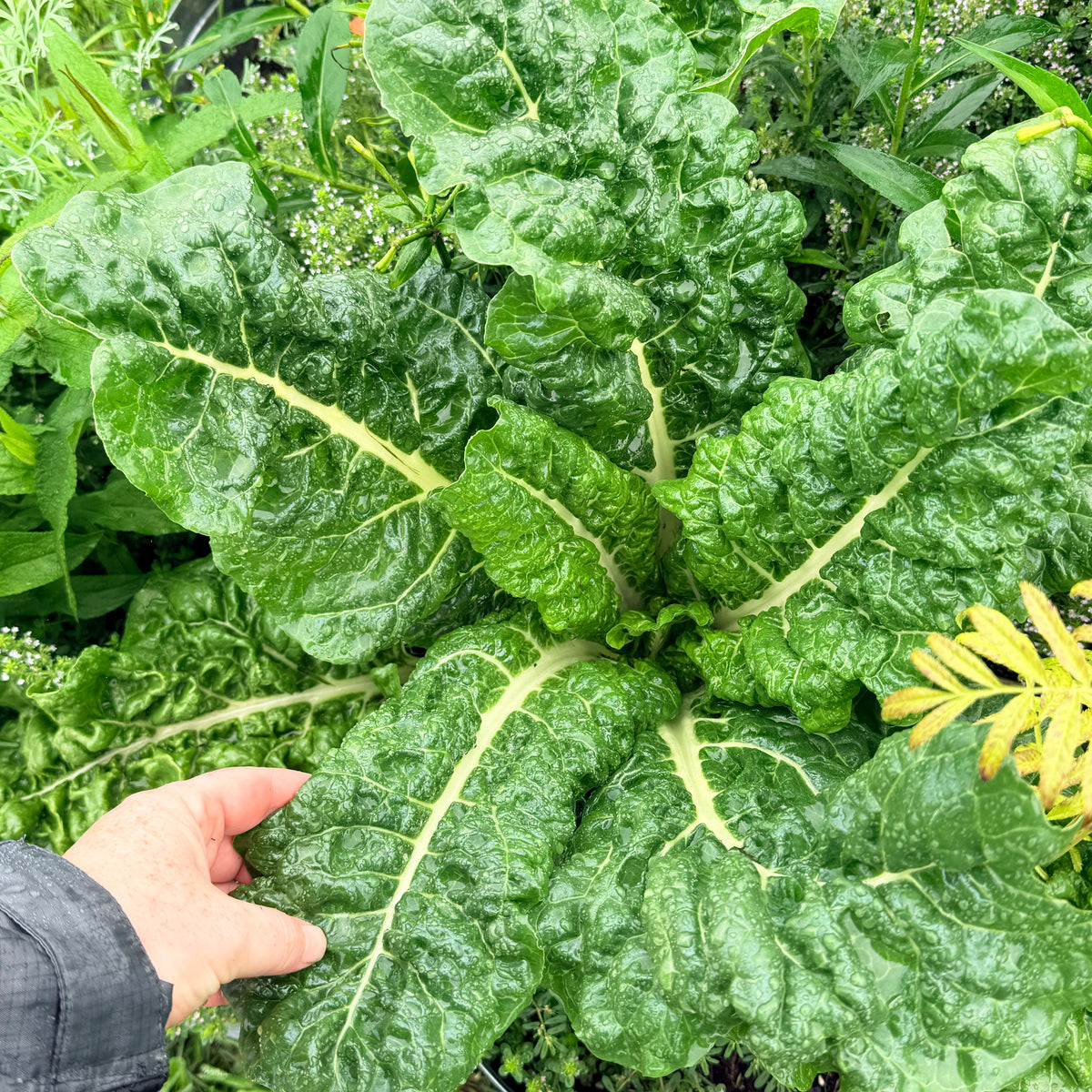 Fresh Silverado chard vegetable from Hudson Valley Seed Co., vibrant green leaves with colorful stems.
