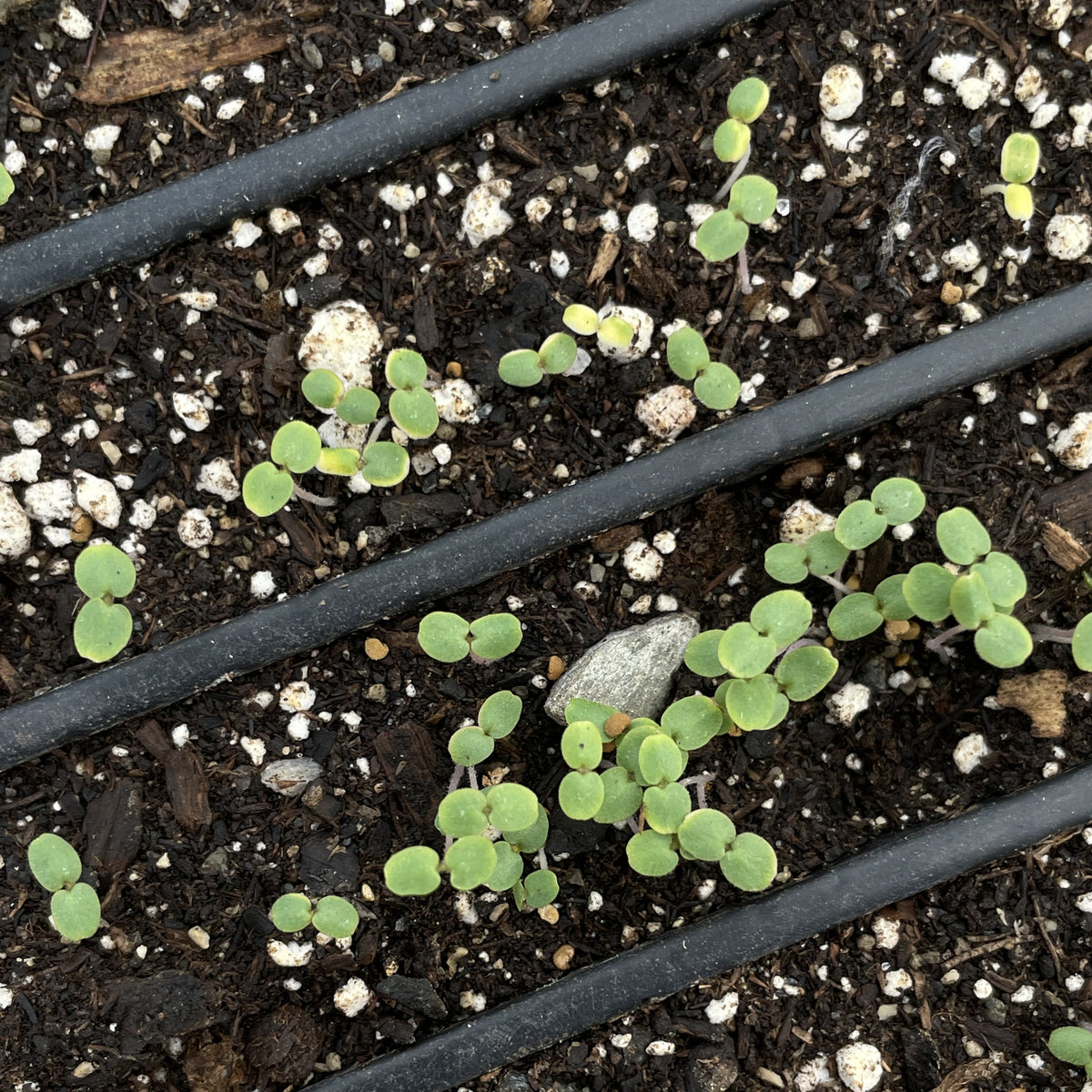 Hudson Valley Seed Co. Mad Dog Skullcap seedlings, young herb plants with green leaves ready for planting.