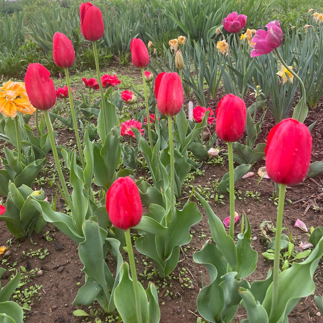 Bright red Tulip &