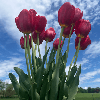 Bright red tulip flower from the Sky High Scarlet variety, showcasing vibrant petals and green leaves.