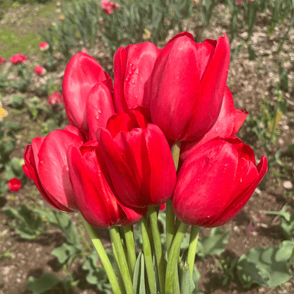 Bright red tulip flower from the Sky High Scarlet variety, showcasing vibrant petals and lush green leaves.