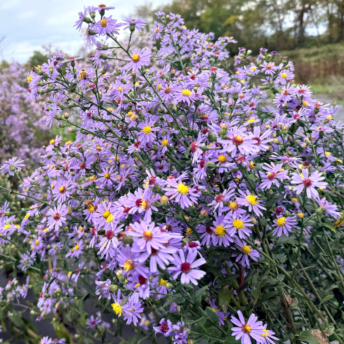 Close-up of Smooth Aster flower from Hudson Valley Seed Co., showcasing delicate purple petals and yellow center.