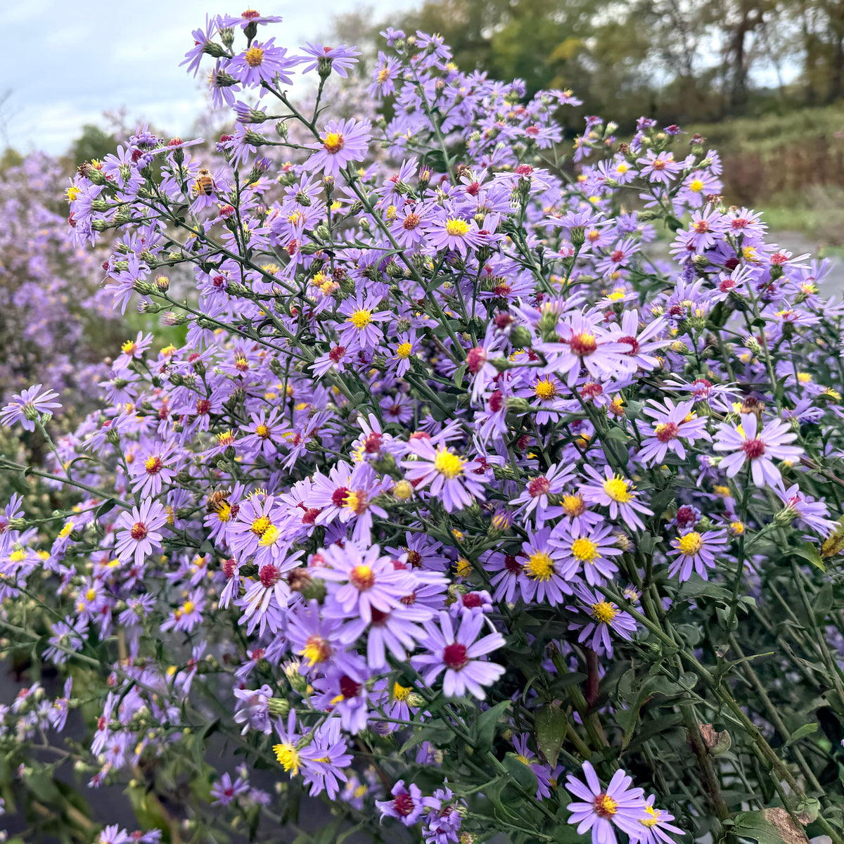 Close-up of Smooth Aster flower from Hudson Valley Seed Co., showcasing delicate purple petals and yellow center.