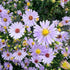 Bright image of Smooth Aster flowers from Hudson Valley Seed Co., showcasing their vibrant green and purple blooms.