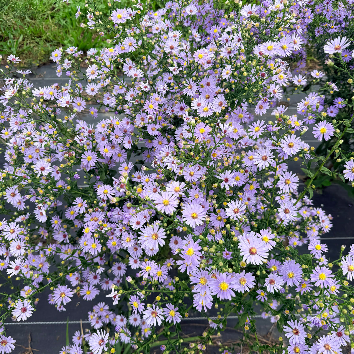 Close-up of Smooth Aster flowers from Hudson Valley Seed Co., showcasing delicate purple and white blooms.