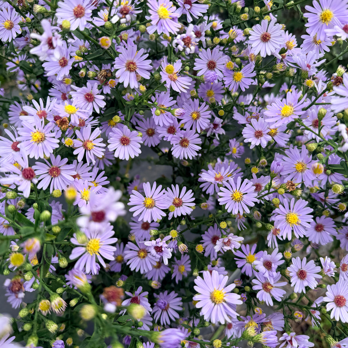 Bright image of Smooth Aster flowers from Hudson Valley Seed Co., showcasing their delicate purple petals and vibrant green foliage.