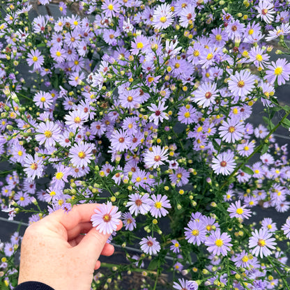 Close-up of Smooth Aster flowers from Hudson Valley Seed Co., showing vibrant purple-blue blooms and green foliage.