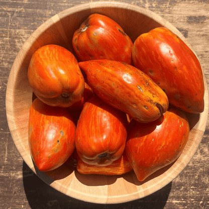 Heirloom Speckled Roman tomato from Hudson Valley Seed Co., showcasing its vibrant, speckled skin and elongated shape.