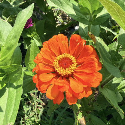 Bright orange State Fair Zinnia seedlings from Hudson Valley Seed Co. ready to plant in a garden, vibrant flower starters.