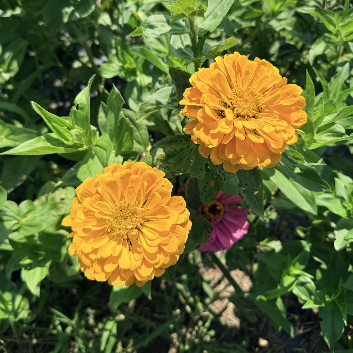 Bright State Fair Zinnia seedlings from Hudson Valley Seed Co. ready for planting in a garden.